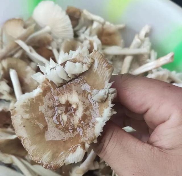 【速转】又一例，泸州一家食用蘑菇，一人中毒入院？