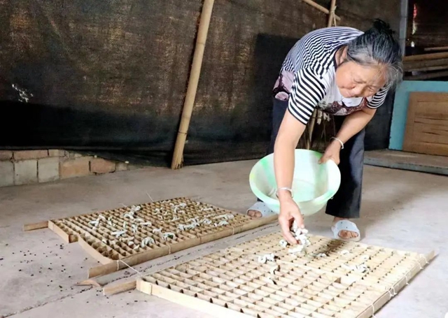 680万公斤,收入3亿元!宜宾高县这个产业迎丰收!(图2) 640 (1).jpg