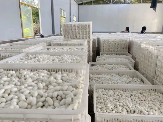 680万公斤,收入3亿元!宜宾高县这个产业迎丰收!(图5) 640 (4).jpg