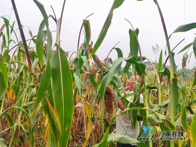龙马潭区鱼塘街道王庄村:荒地种高粱 丰收迎喜悦(图2) 7628bd1af9a75d6ef614434c6c39767.jpg