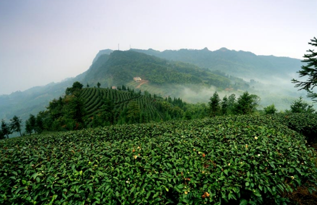 四川文旅厅推荐丨总要去一趟天府旅游名县纳溪吧(图11) 11.jpg