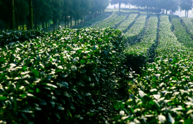 四川文旅厅推荐丨总要去一趟天府旅游名县纳溪吧(图12) 12.jpg