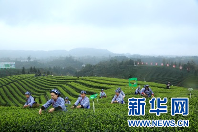新华网关注丨产城融合让纳溪全域旅游“旺”