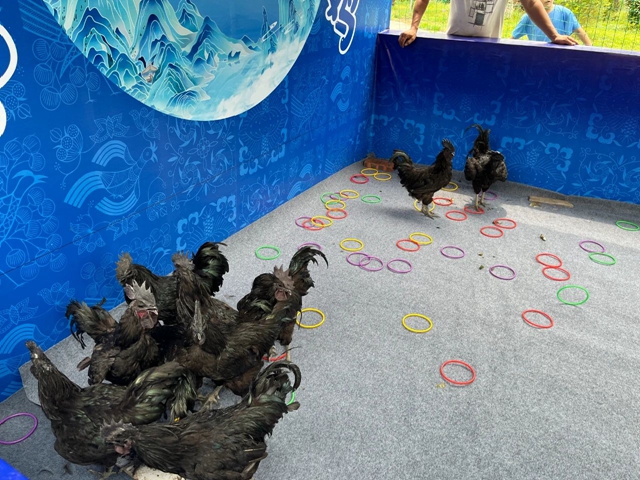 叙永县这个苗乡火了!超20万人沉浸体验“枧槽生活+”(图13) 13.jpg