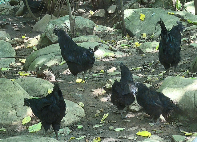 叙永县这个苗乡火了!超20万人沉浸体验“枧槽生活+”(图16) 16.jpg