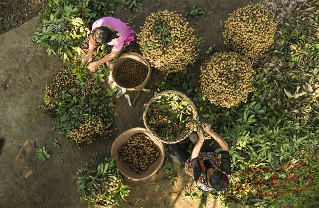 江阳桂圆的“源”与“缘”(图4) 4.jpg