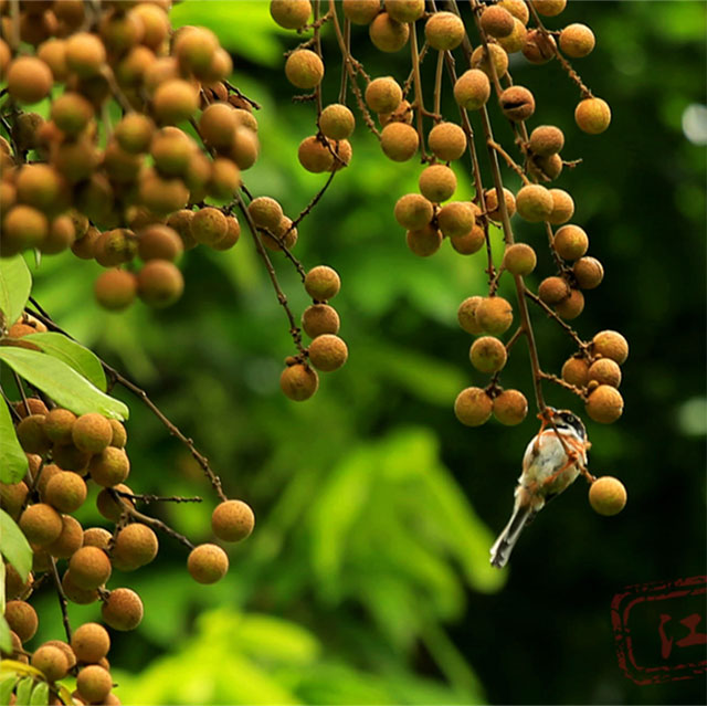 江阳桂圆的“源”与“缘”(图1) 1.jpg