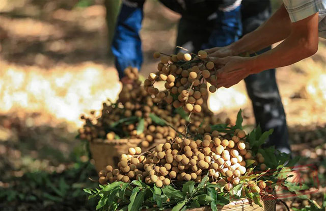 江阳桂圆的“源”与“缘”(图2) 2.jpg