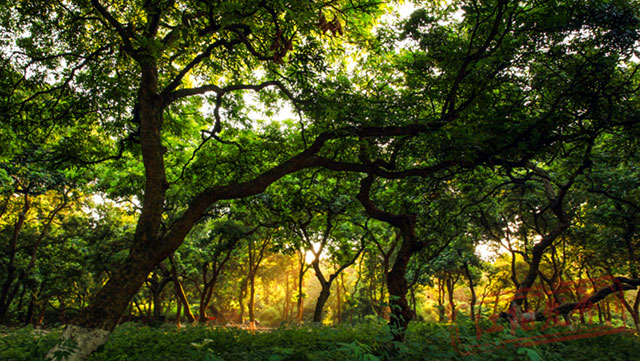 江阳桂圆的“源”与“缘”(图7) 7.jpg