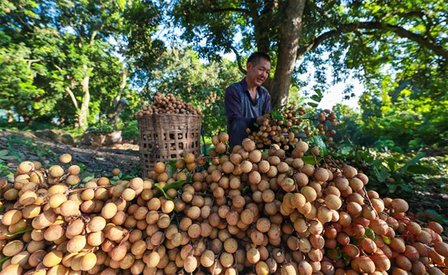 江阳桂圆的“源”与“缘”(图9) 9.jpg