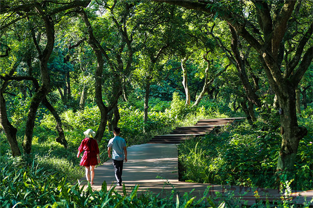江阳桂圆的“源”与“缘”(图10) 10.jpg