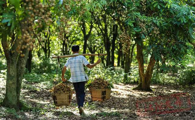 江阳桂圆的“源”与“缘”(图11) 11.jpg