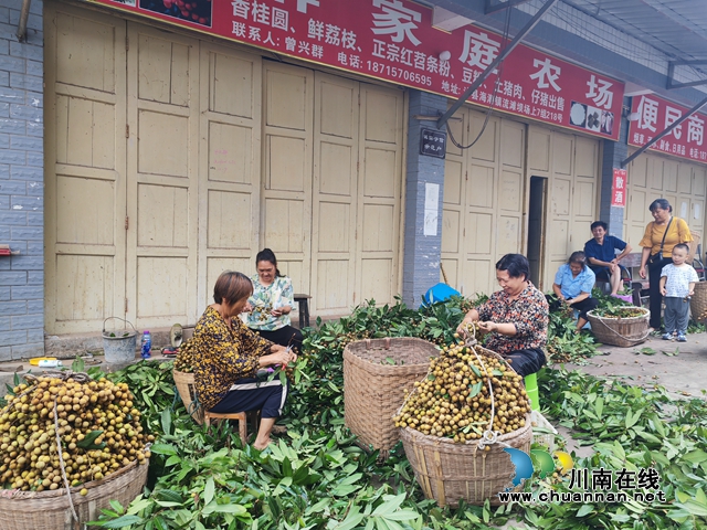 村民分检桂圆，准备销售（曾佐然摄）.jpg