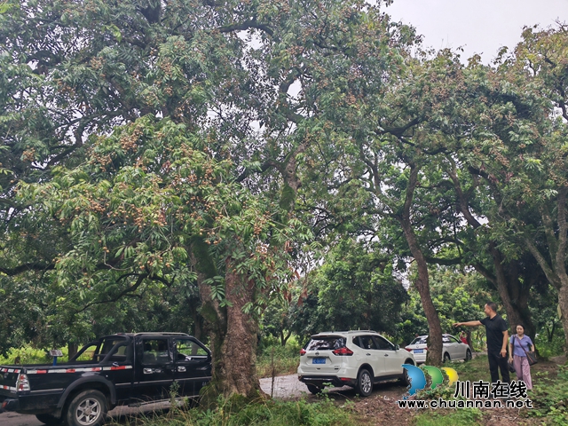 桂圆成熟，车辆开进桂圆林采购（曾佐然摄）.jpg