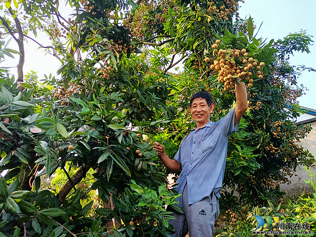 nEO_IMG_泸县潮河镇后湾村村民罗代林扬起了刚采摘的鲜桂圆.jpg
