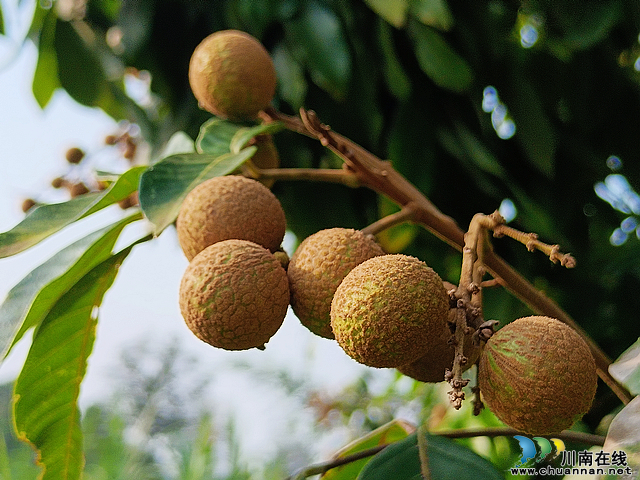 nEO_IMG_泸县桂圆缀满枝头2.jpg