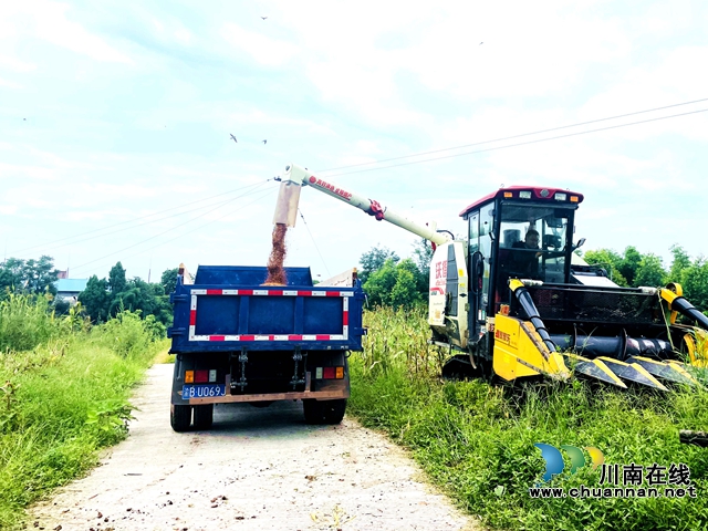 泸县立石镇:现代农机唱主角 万亩高粱收割忙(图2) 8.jpg