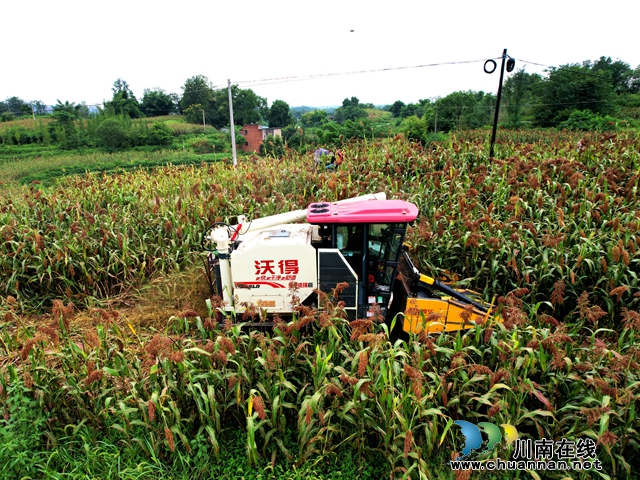 泸县立石镇:现代农机唱主角 万亩高粱收割忙(图3) 10.jpg