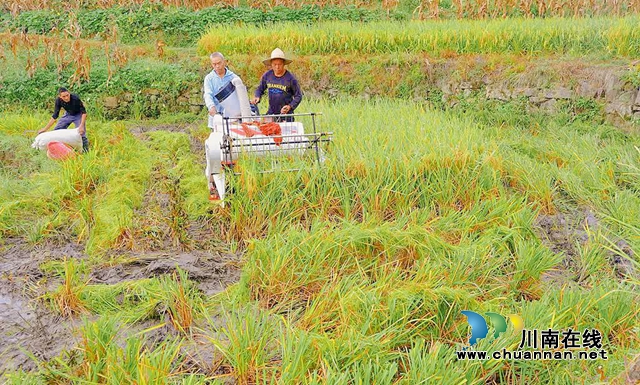 风吹稻田千层浪!古蔺一片好“丰”景……(图3) 3.jpg