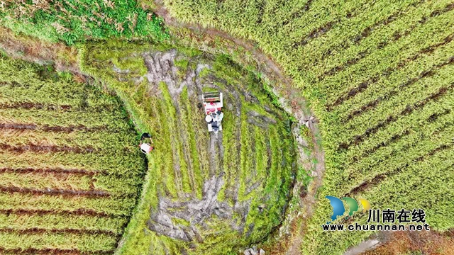 风吹稻田千层浪!古蔺一片好“丰”景……(图4) 4.jpg