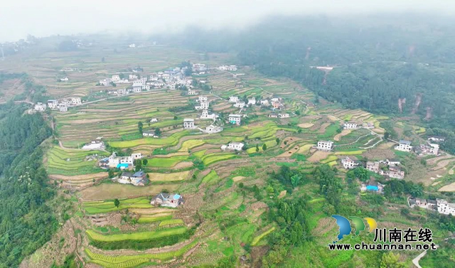 风吹稻田千层浪!古蔺一片好“丰”景……(图6) 6.jpg