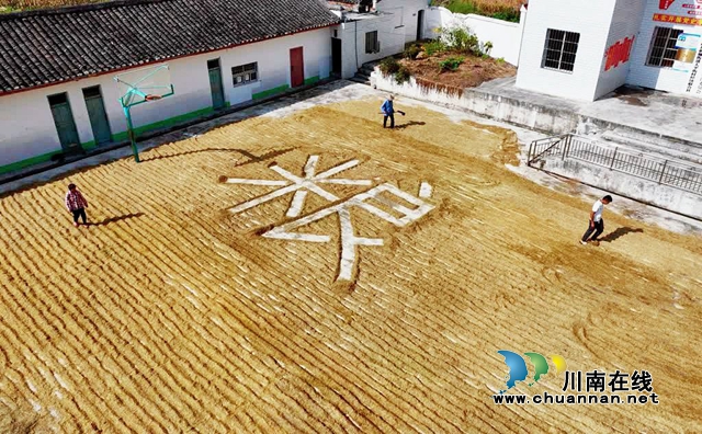 风吹稻田千层浪!古蔺一片好“丰”景……(图5) 5.jpg