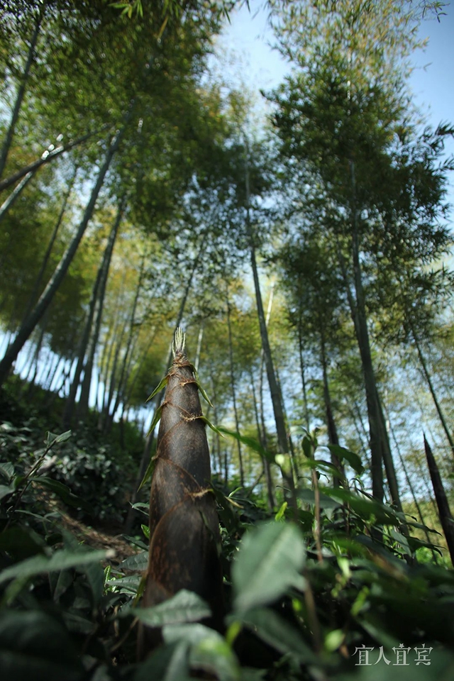 今天,盛大开幕!(图3) 3.jpg