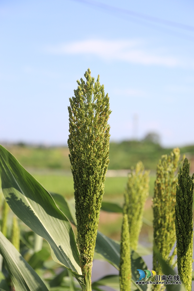 高粱穗.JPG