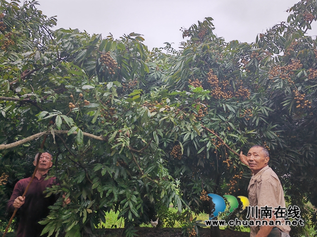 村民采摘香桂圆1（曾佐然摄）.jpg