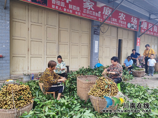 村民分检桂圆，准备销售（曾佐然摄）.jpg