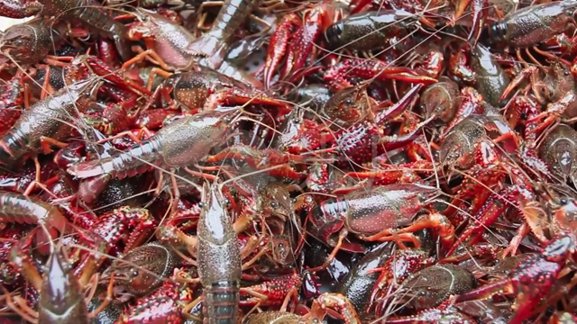 9月12日-19日,到泸县来龙眼龙虾一起炫!(图5) 微信图片_20230911101004.png