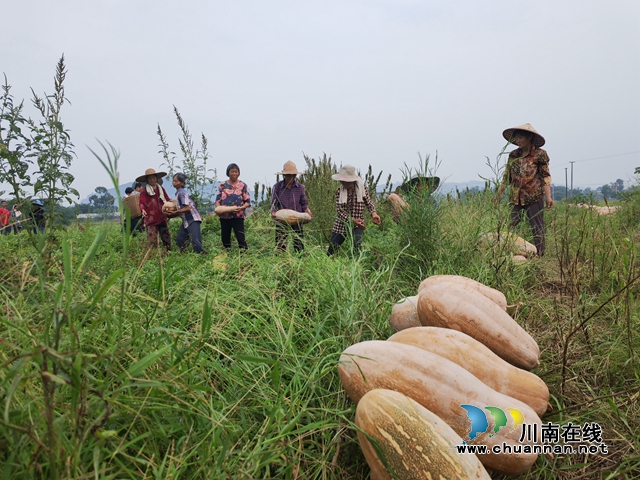 泸县嘉明镇:特色蔬菜增收富民(图2) 采摘黄南瓜1(曾佐然摄).jpg
