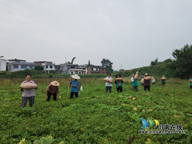 泸县嘉明镇:特色蔬菜增收富民(图3) 采摘黄南瓜(曾佐然摄).jpg