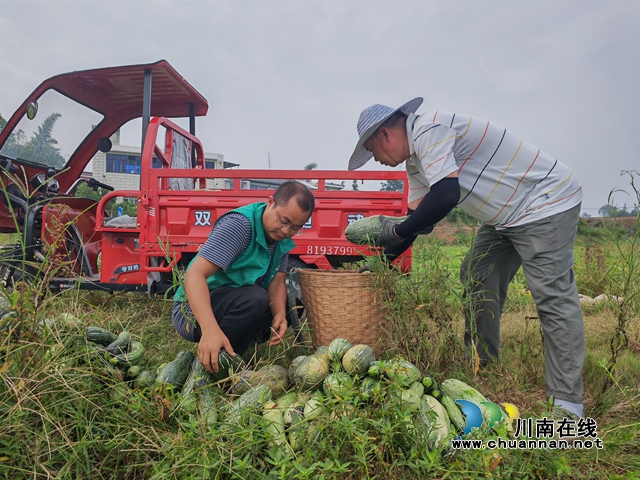 泸县嘉明镇:特色蔬菜增收富民(图4) 采摘嫩南瓜(曾佐然摄).jpg