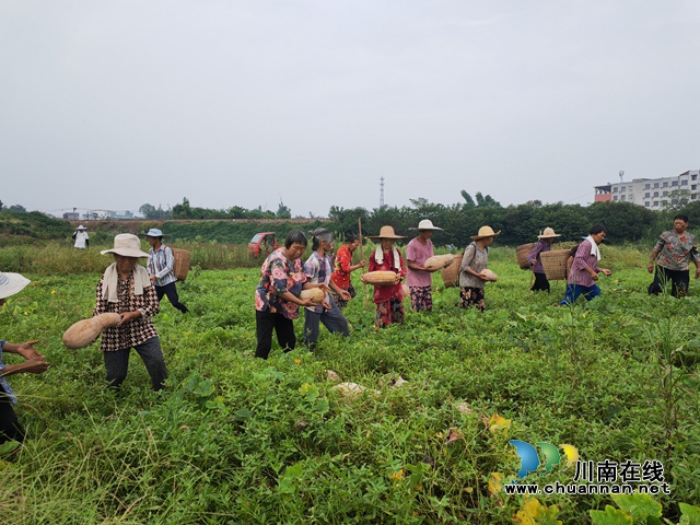 泸县嘉明镇:特色蔬菜增收富民(图5) 村民采摘南瓜(曾佐然摄).jpg