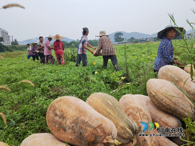 泸县嘉明镇:特色蔬菜增收富民(图6) 堆在田坎上黄南瓜(曾佐然摄).jpg