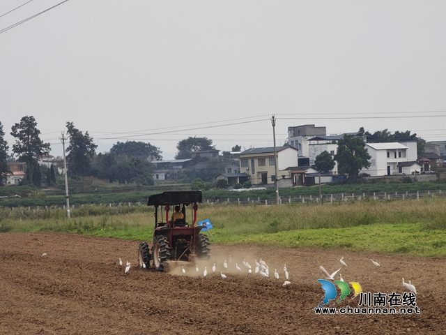 泸县嘉明镇:特色蔬菜增收富民(图7) 南瓜收割后,整地机耕地,为种蔬菜作准备(曾佐然摄).jpg