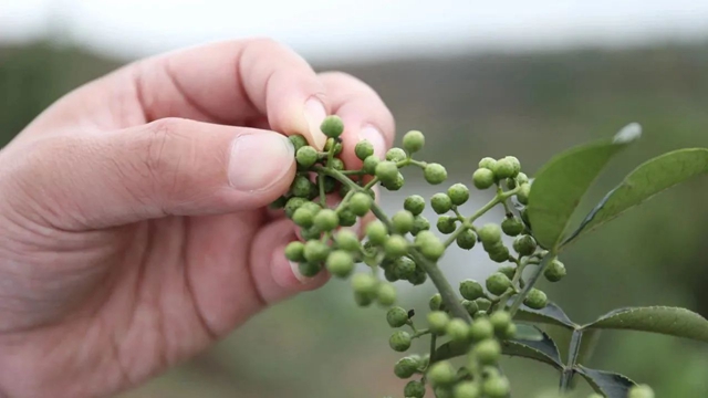 祝贺!隆昌两个产品被纳入全国名录!(图5) 微信图片_20230913110015.jpg