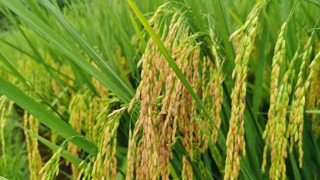 祝贺!隆昌两个产品被纳入全国名录!(图15) 微信图片_20230913110109.jpg