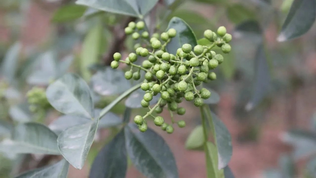 祝贺!隆昌两个产品被纳入全国名录!(图6) 微信图片_20230913110020.jpg