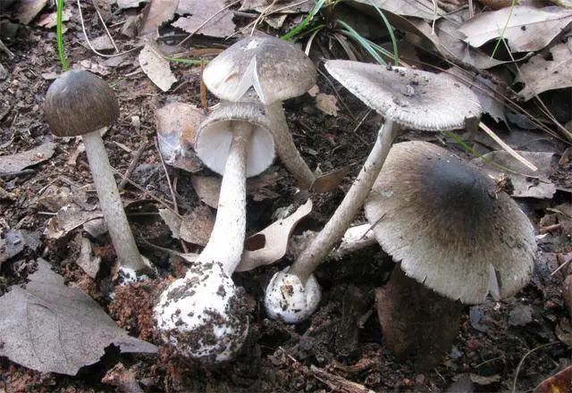 【警惕】五岁两兄妹双双蘑菇中毒，送进医院