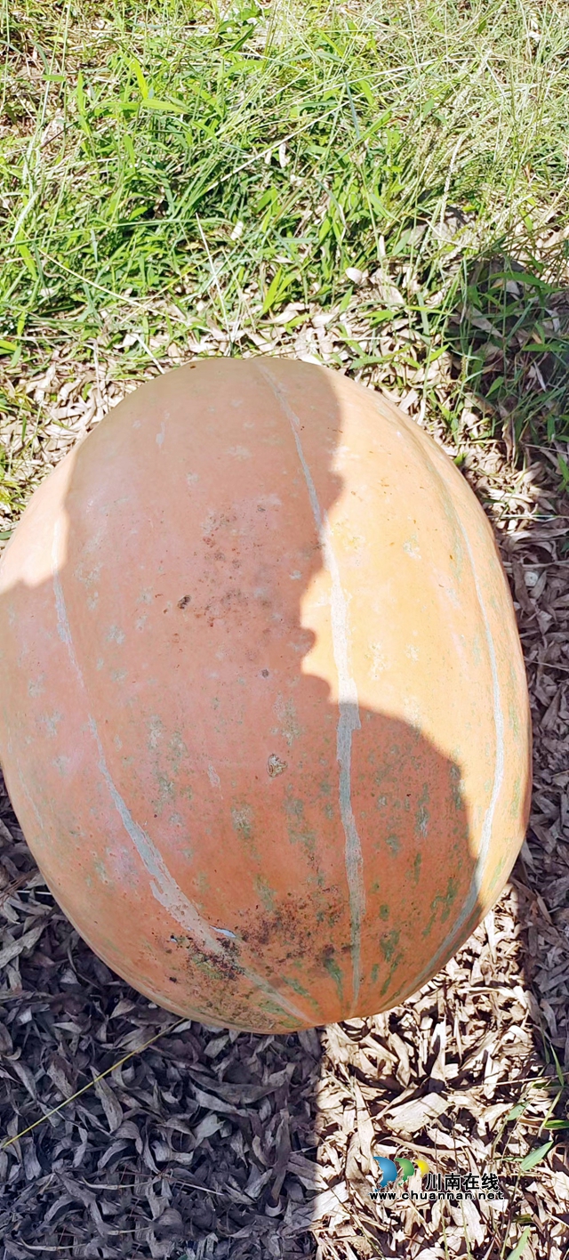 图1：重达58斤的食用南瓜.jpg