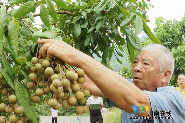 龙马潭:晚熟桂圆成熟 错峰上市价格高(图1) 桂圆1.jpg