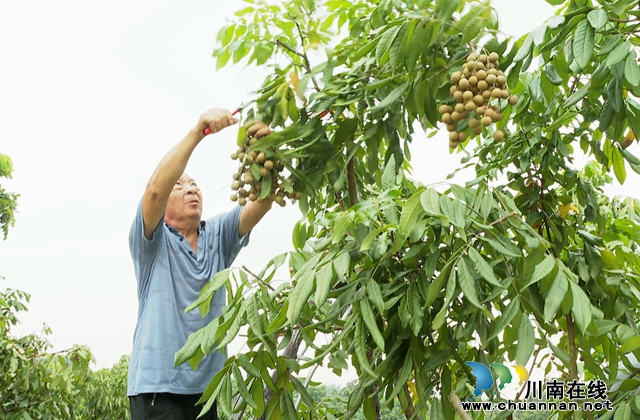 龙马潭:晚熟桂圆成熟 错峰上市价格高(图2) 桂圆2.jpg