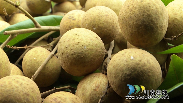 龙马潭:晚熟桂圆成熟 错峰上市价格高(图4) 桂圆4.jpg