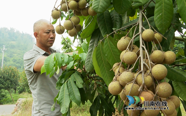 龙马潭:晚熟桂圆成熟 错峰上市价格高(图5) 桂圆5.jpg