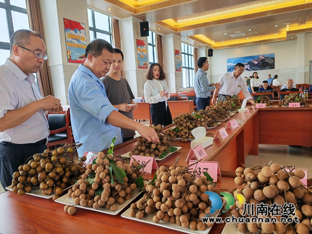 泸县:39个晚熟龙眼样品同台角逐,揽“金”挂“银”封“王”当“能手”(图7) 品鉴龙眼2(曾佐然摄).jpg
