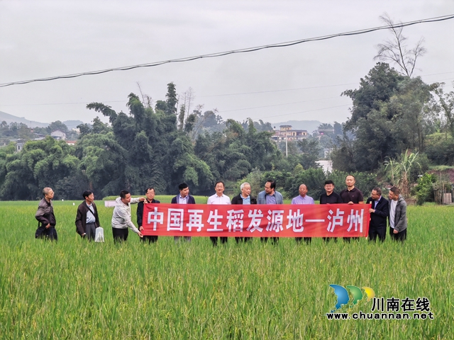 参观再生稻长势情况（曾佐然摄） (2).jpg