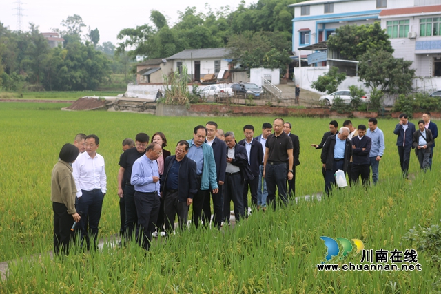 实地参观泸县再生稻长势情况（曾佐然摄）.JPG