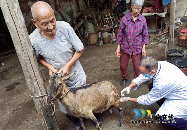 2023年10月8日，村级动物防疫员开展小反刍兽疫免疫注射.png